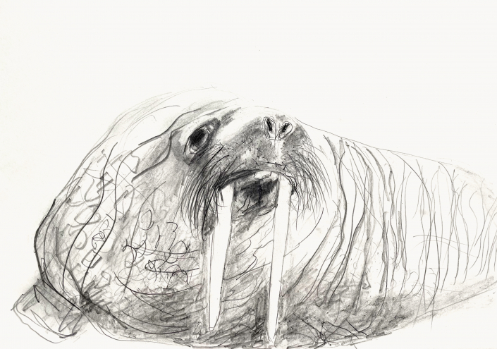 Sylvia Gatz "Walross/Walrus" Bleistift auf Papier. 40 x 30 cm, 2022